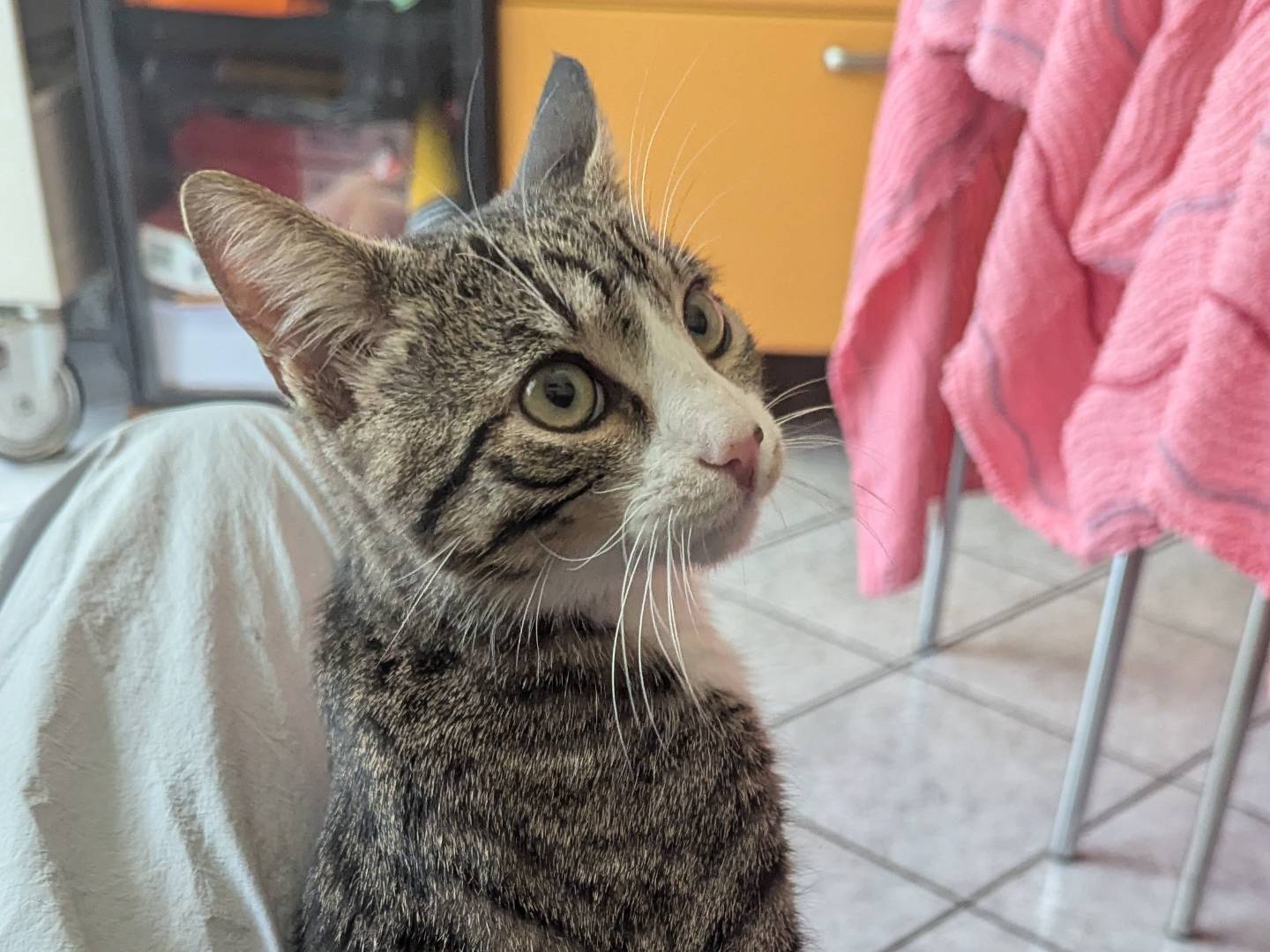 Adotta un gatto, maschio, 4 mesi, Teramo