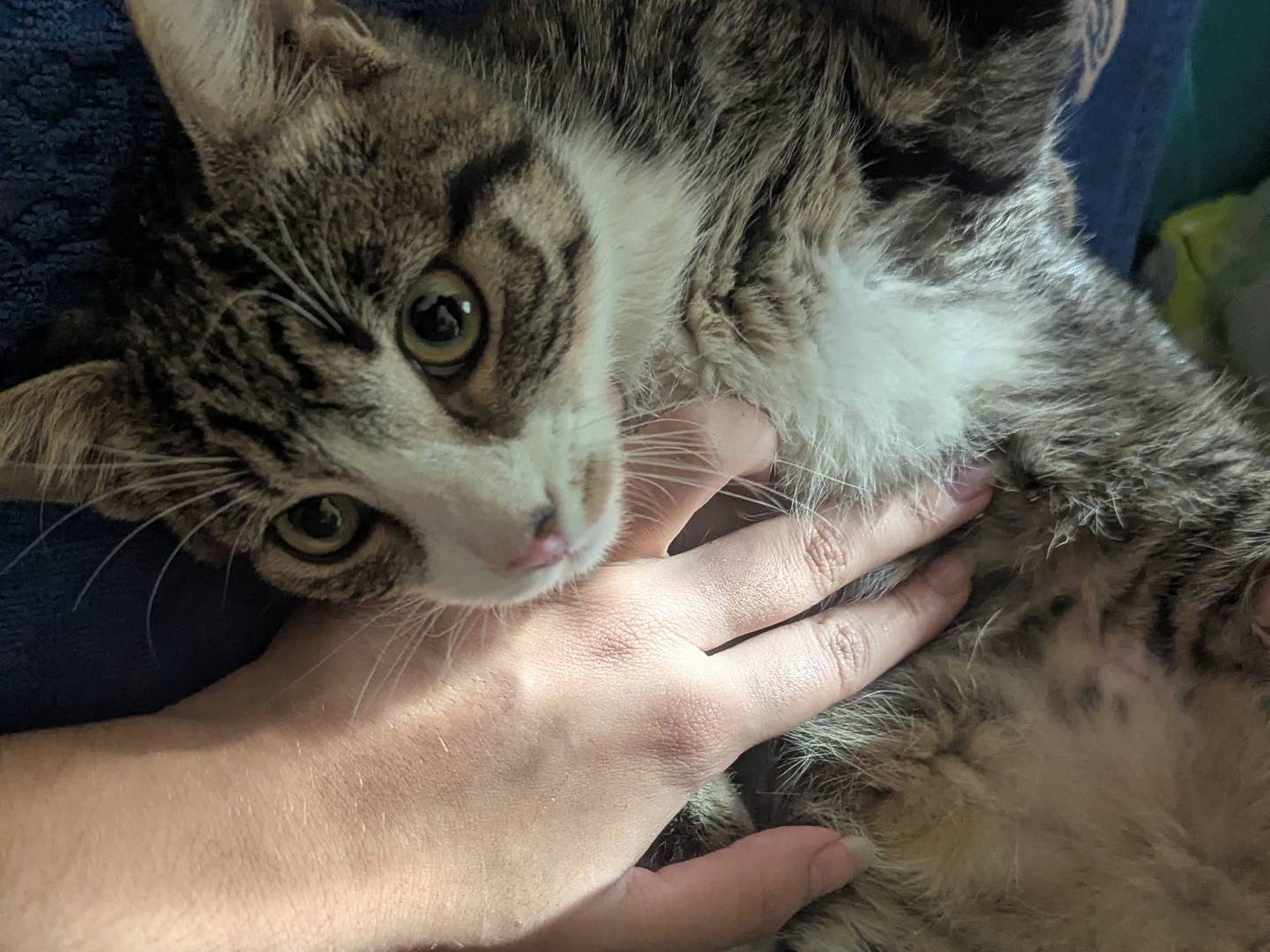 Adotta un gatto, taglia non valida, maschio, Teramo