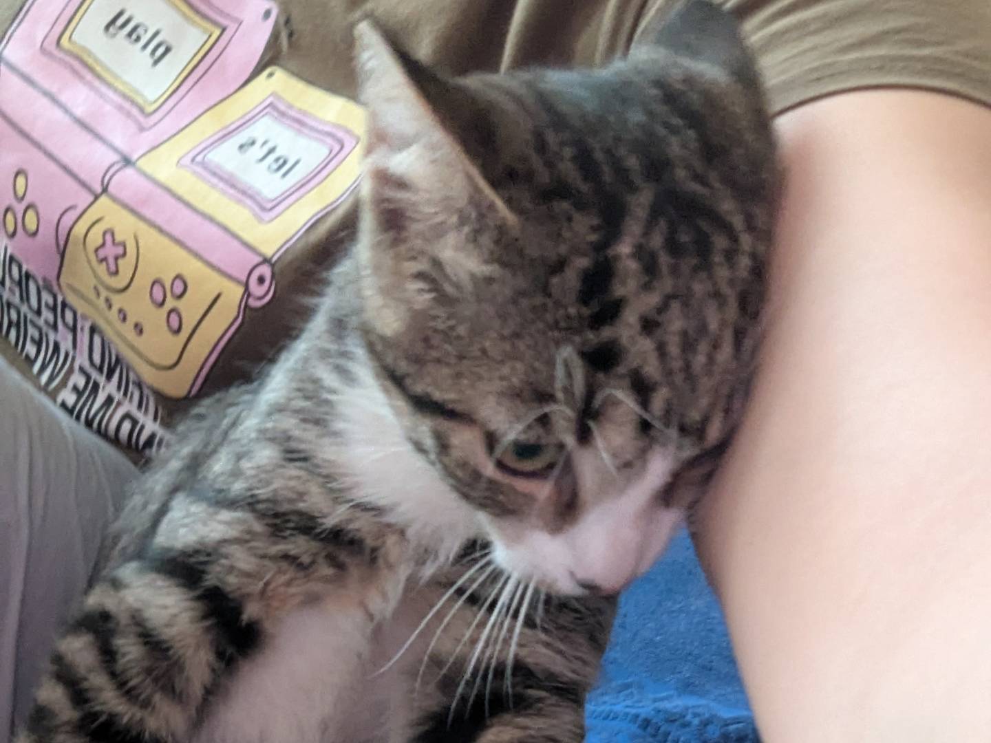 Vuoi adottare un gatto a Teramo?