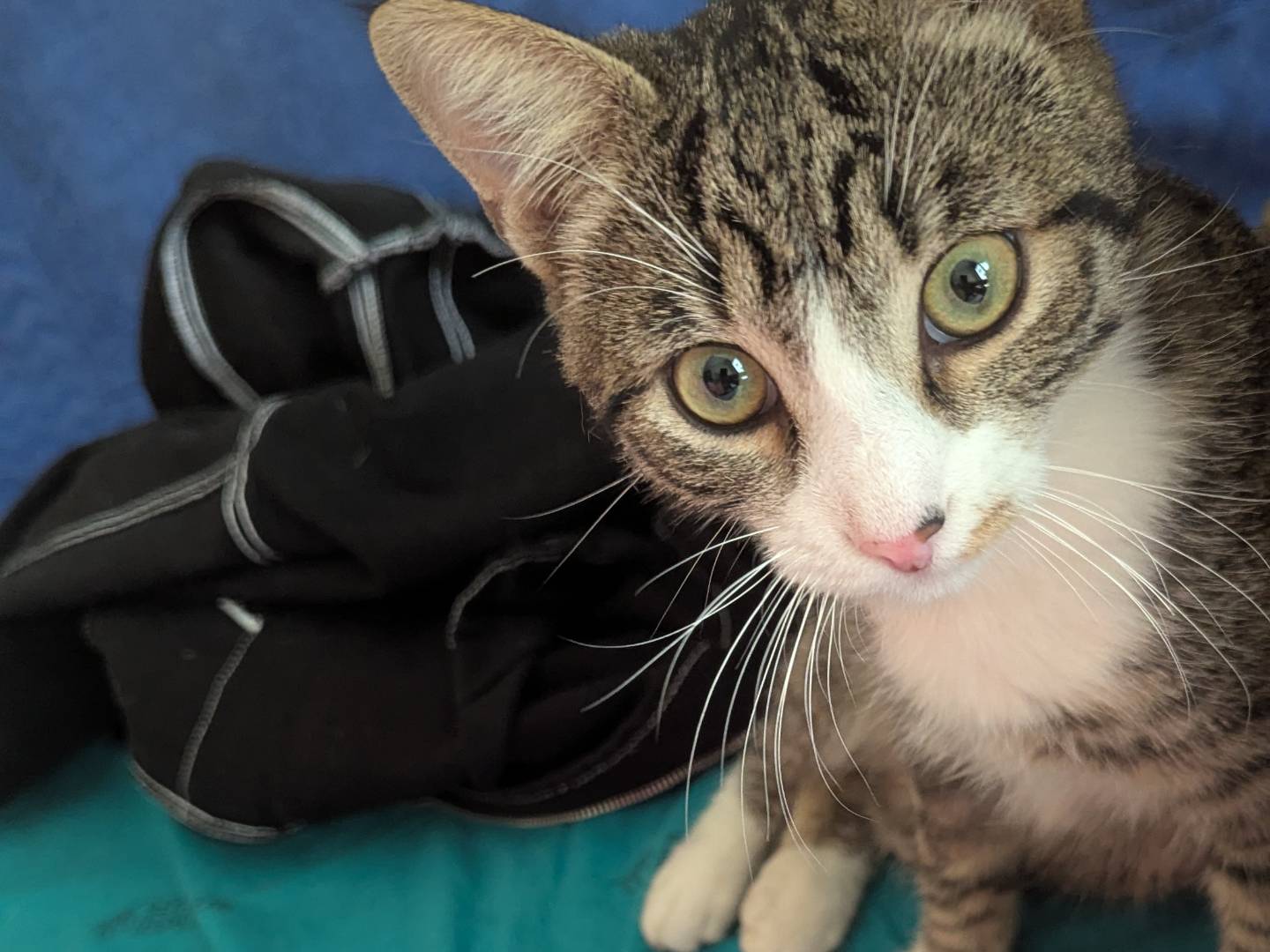 Adotta il gatto Ernest a Teramo