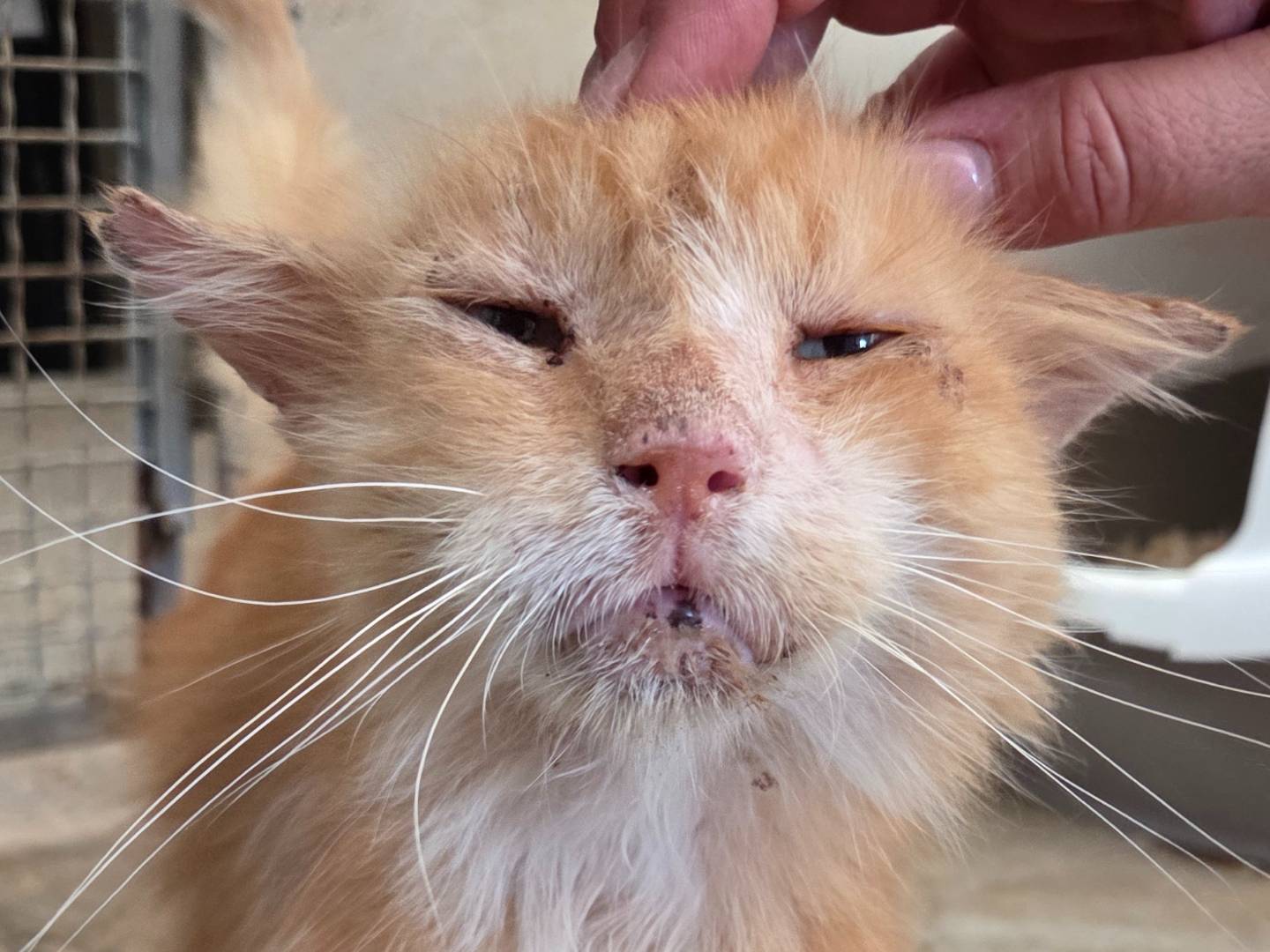 Adozione gatto, maschio, Razza sconosciuta Razza sconosciuta, 10 anni e 5 mesi, taglia non valida, Roma