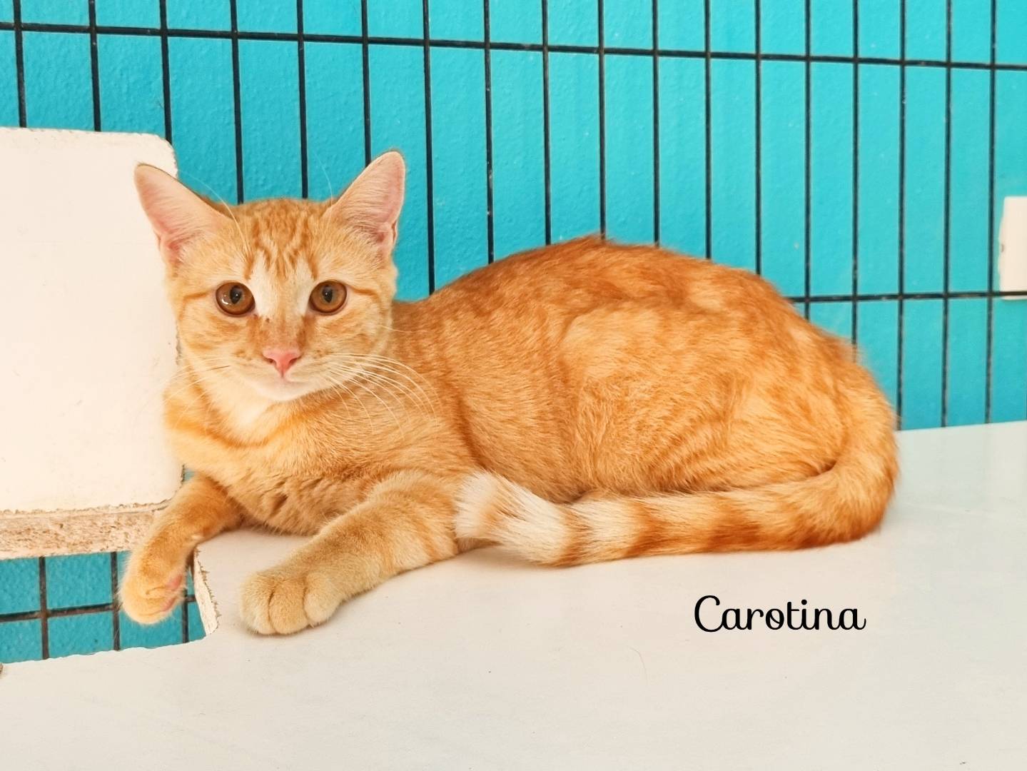 Adozione gatto, femmina, Razza sconosciuta Razza sconosciuta, 5 mesi, taglia non valida, Cremona