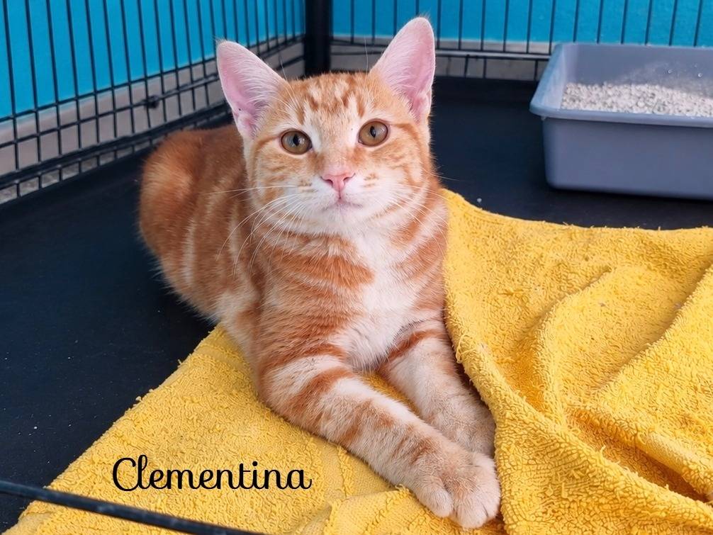 Adotta un gatto, femmina, 5 mesi, Cremona