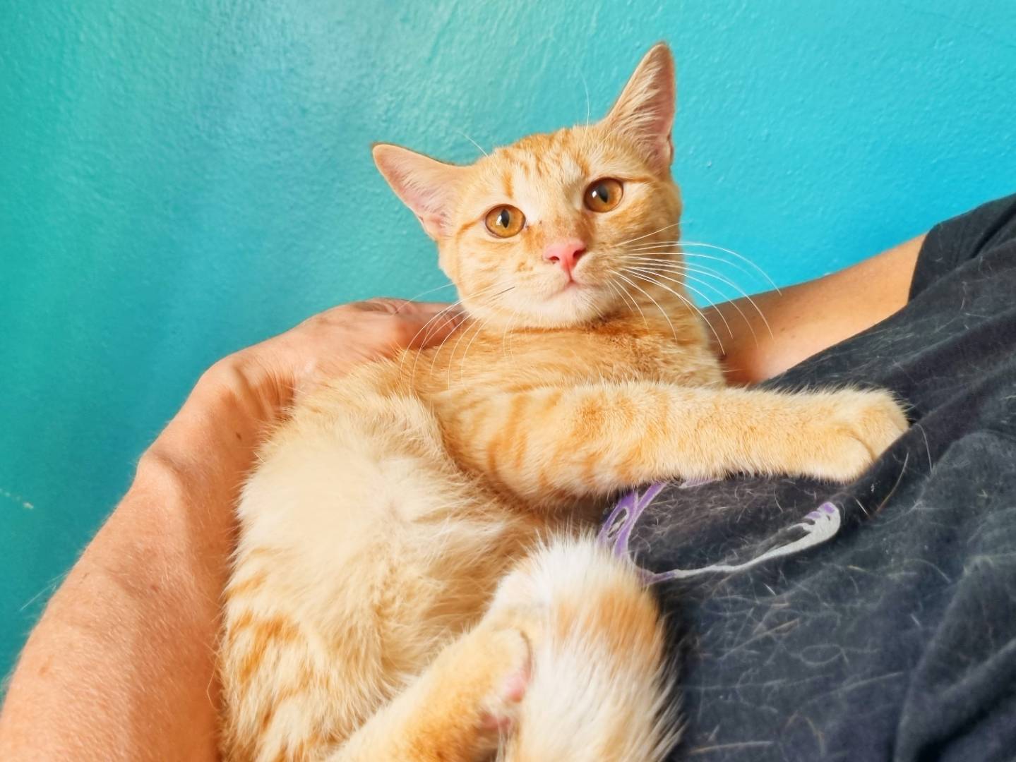 Vuoi adottare un gatto a Cremona?