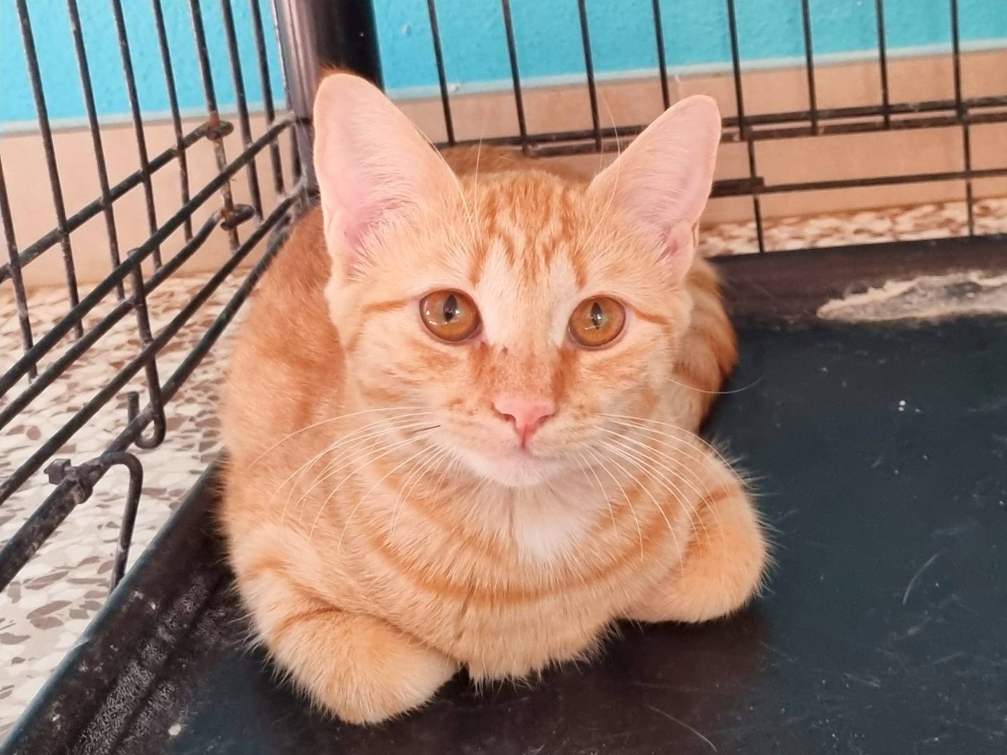 Adotta il gatto CAROTINA E CLEMENTINA a Cremona
