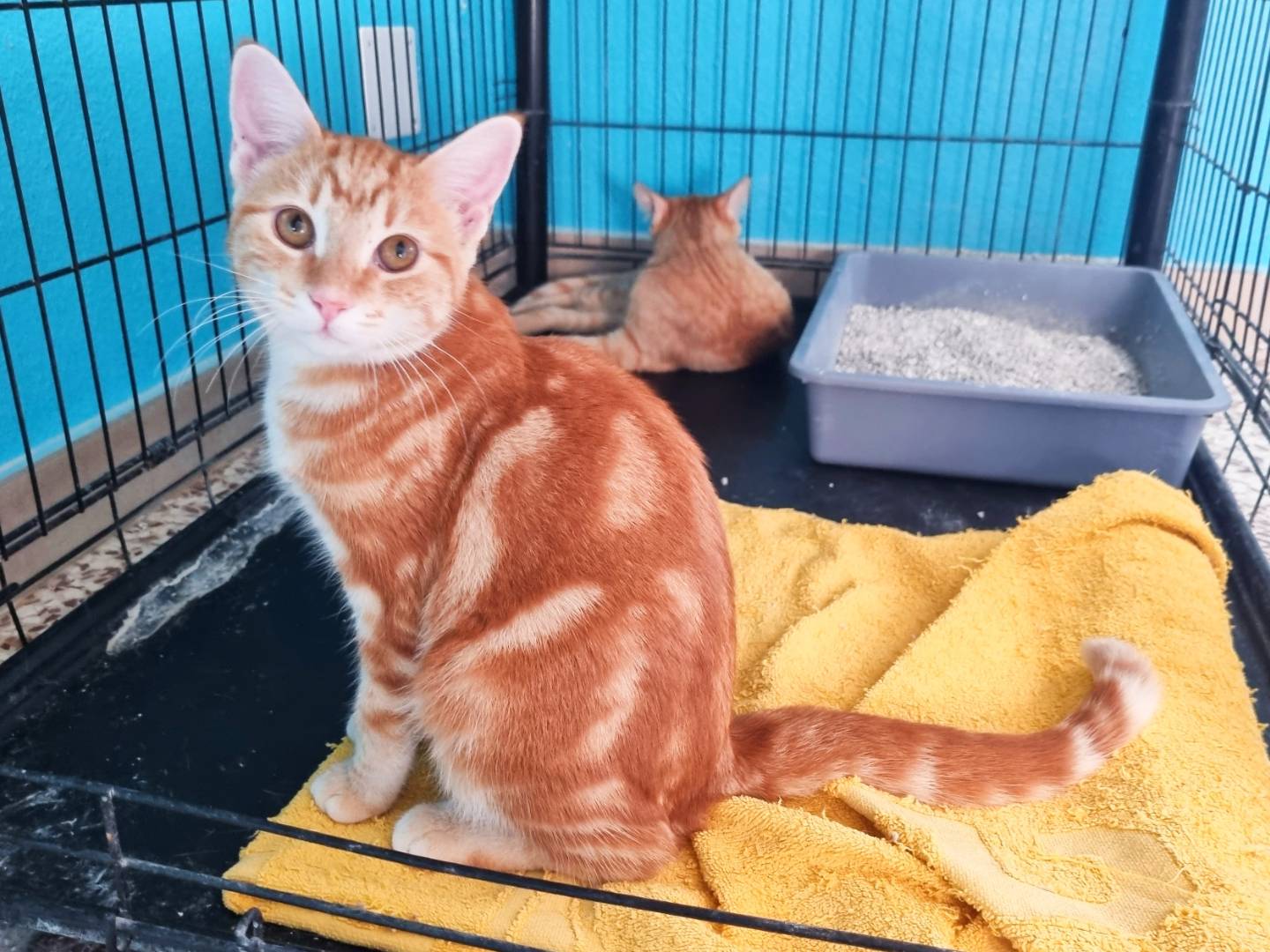 Adozione gatto, femmina, Razza sconosciuta Razza sconosciuta, 5 mesi, taglia non valida, Cremona