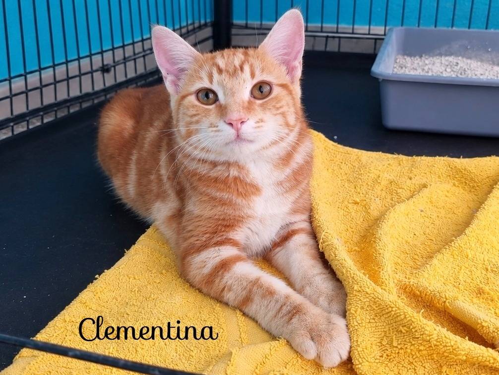 Adotta un gatto, femmina, 5 mesi, Cremona