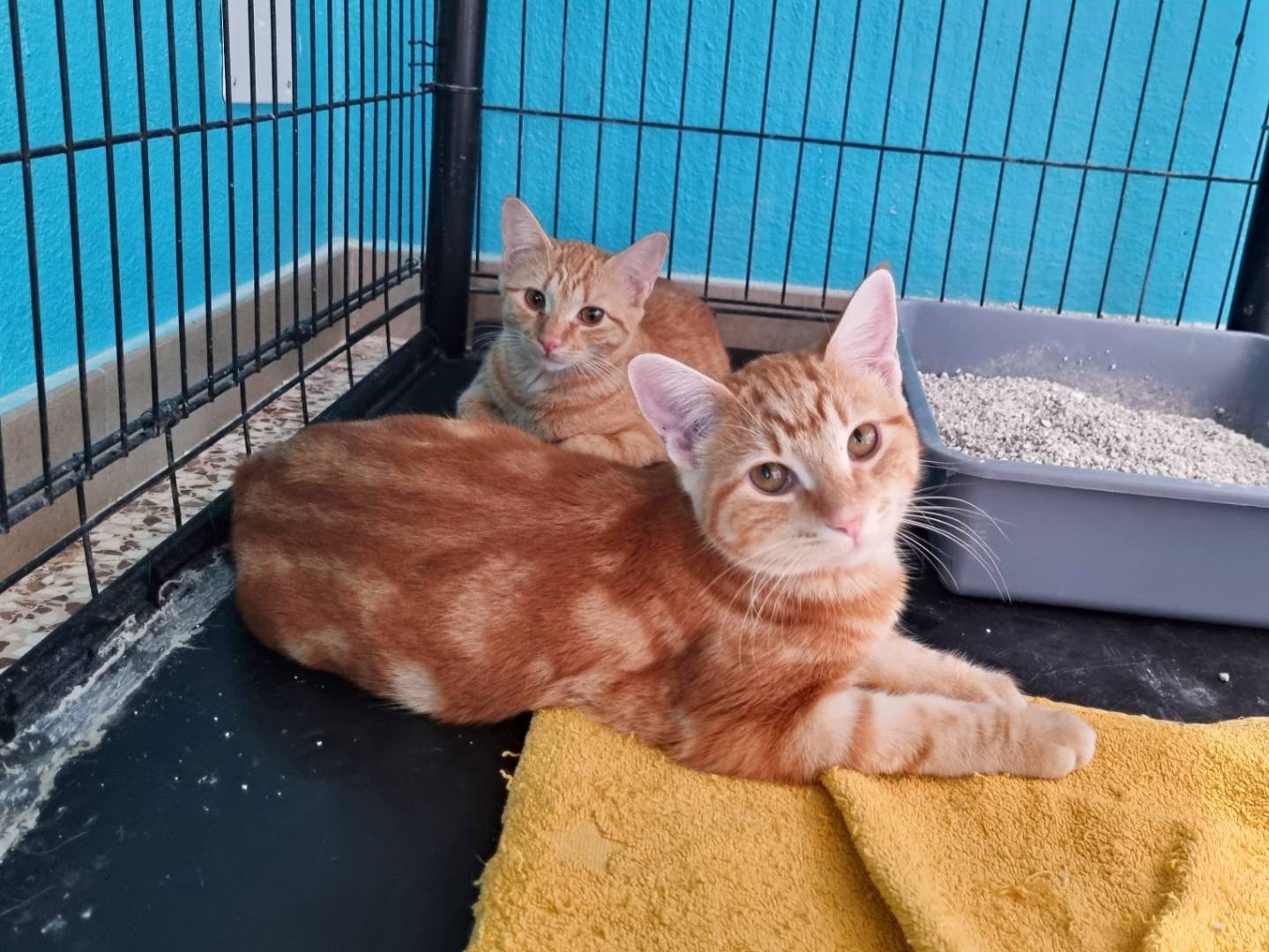 Adotta un gatto, taglia non valida, femmina, Cremona