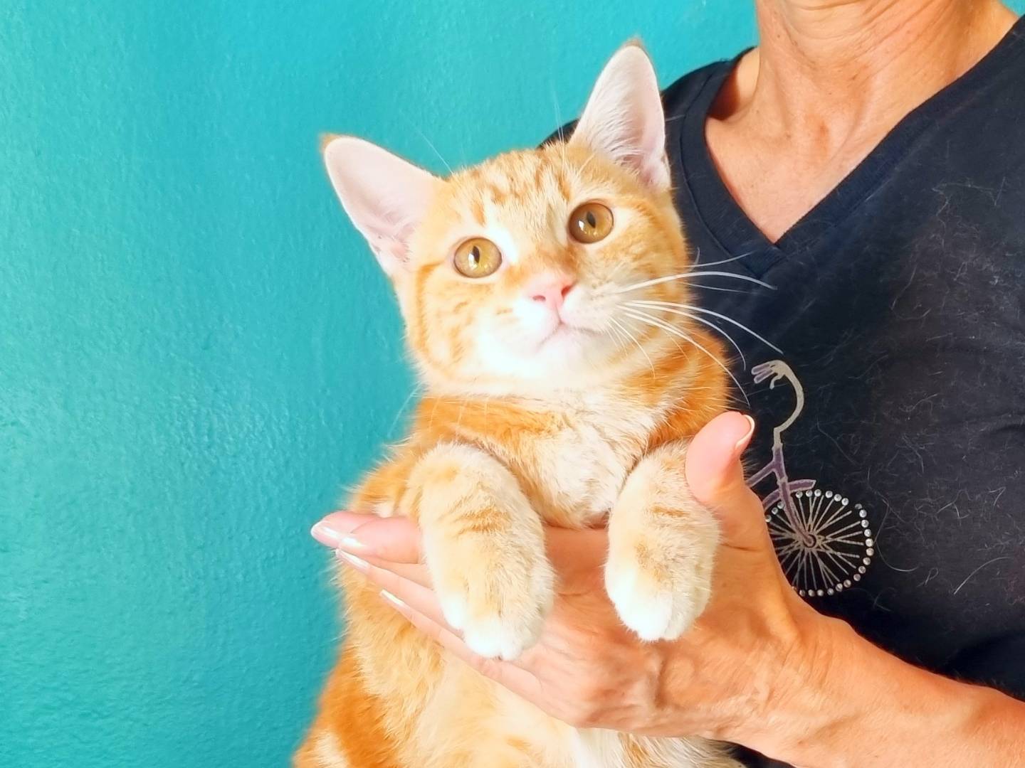 Adotta il gatto CLEMENTINA E CAROTINA a Cremona