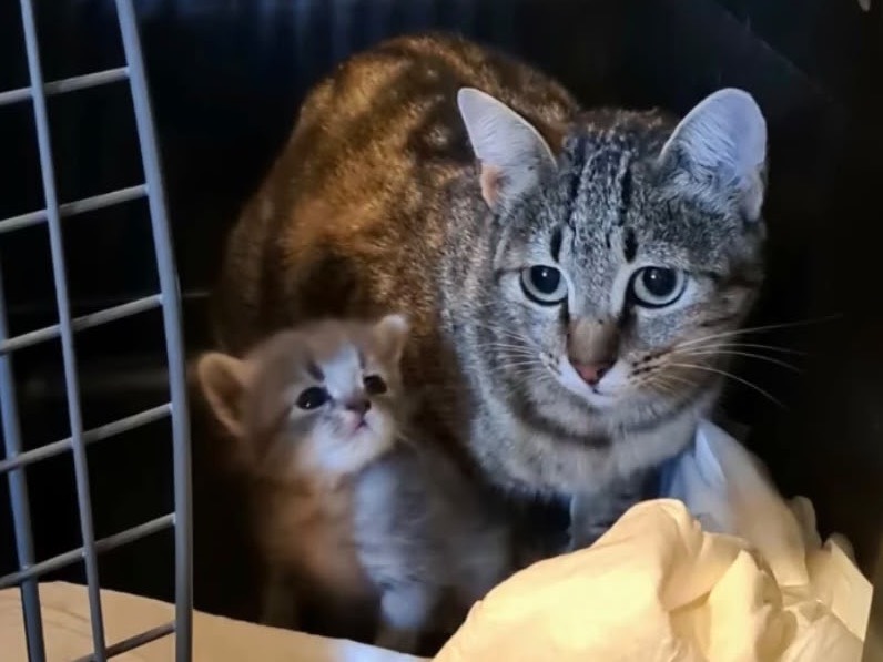 Adozione gatto, femmina, Razza sconosciuta Razza sconosciuta, 1 mese, taglia non valida, Trento
