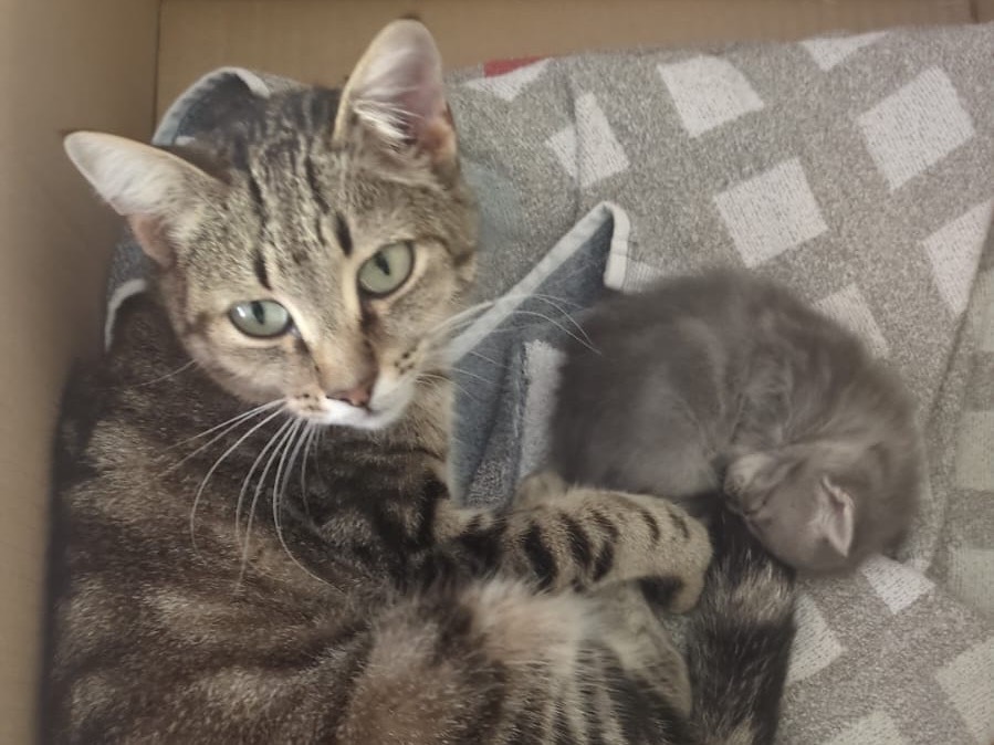 Adotta un gatto, femmina, 1 mese, Trento