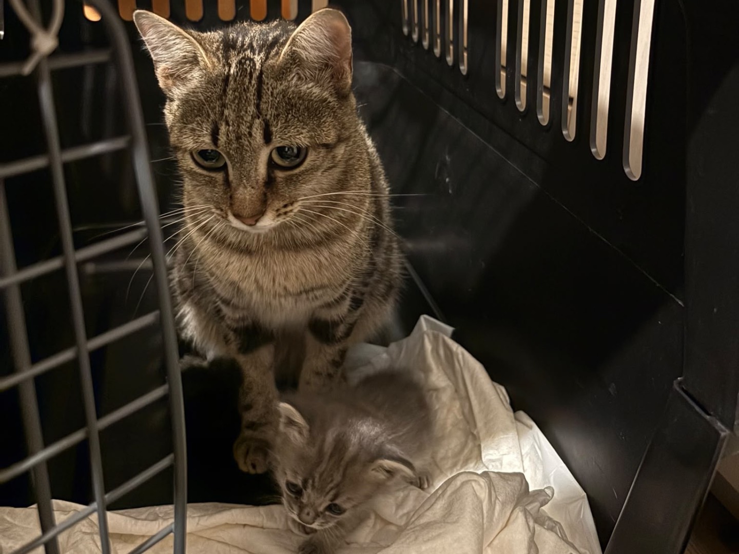 Adotta un gatto, taglia non valida, femmina, Trento
