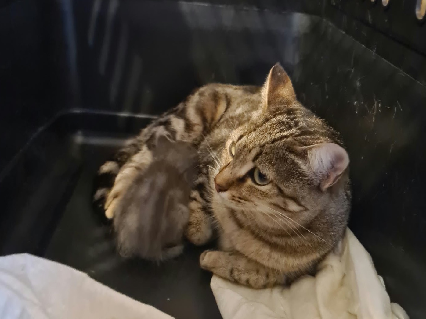 Vuoi adottare un gatto a Trento?