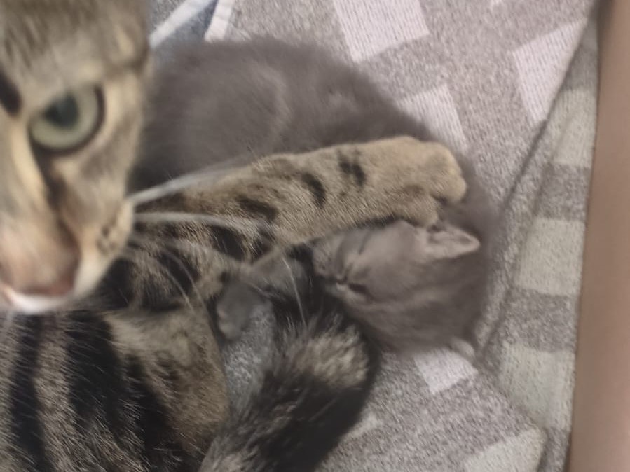 Adotta il gatto Vaniglia e Miele a Trento