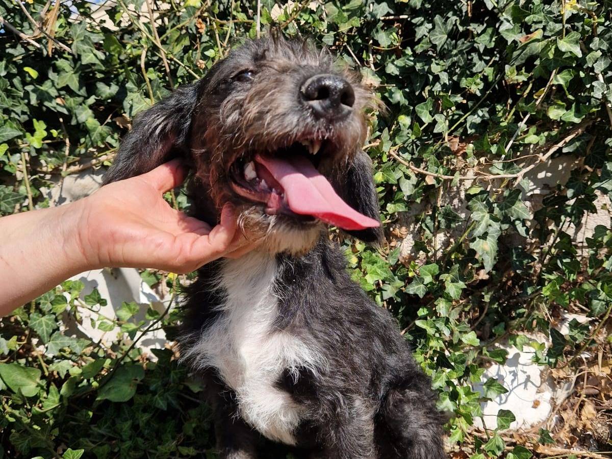 Adotta un cane, femmina, 6 mesi, Frosinone