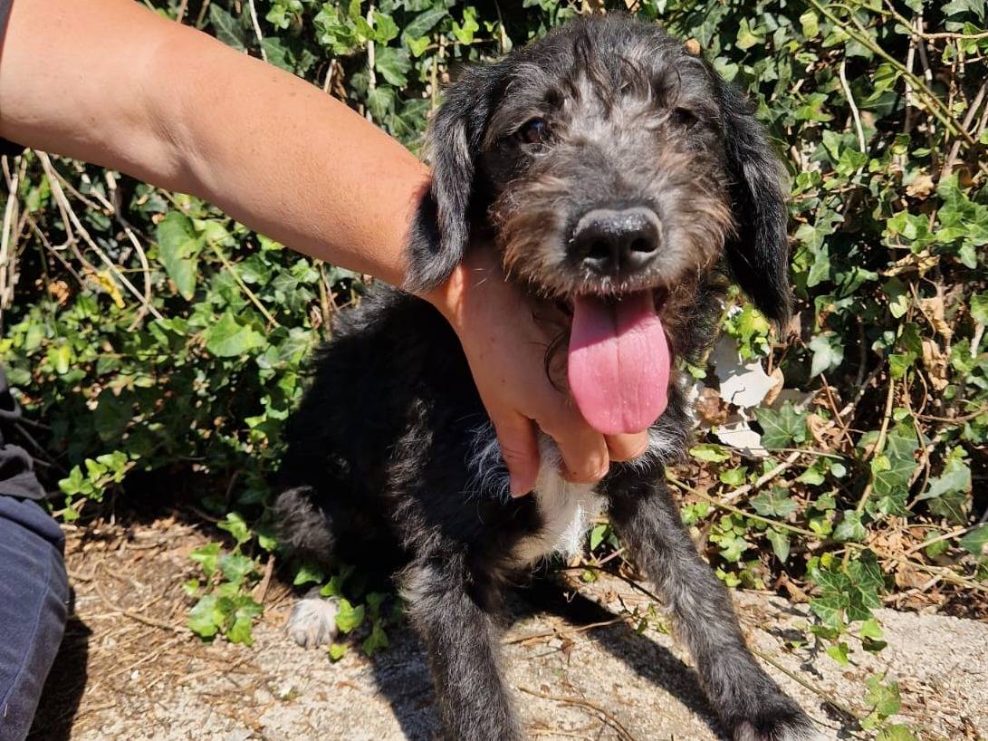 Adozione cane, femmina, Razza sconosciuta Razza sconosciuta, 6 mesi, taglia media, Frosinone