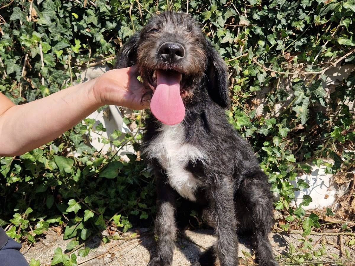 Adotta un cane, taglia media, femmina, Frosinone