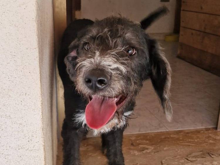 Foto 3 dell'animale