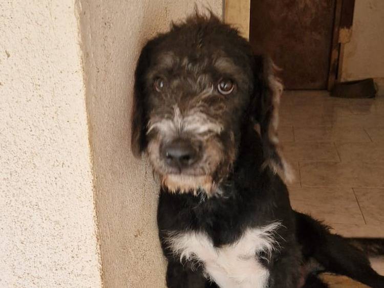 Foto 1 dell'animale
