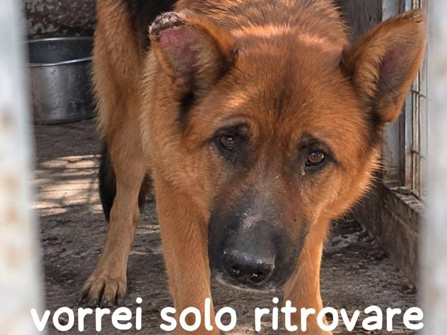 Adozione cane, maschio, Pastore tedesco Razza sconosciuta, 4 anni e 1 mese, taglia grande, Arezzo