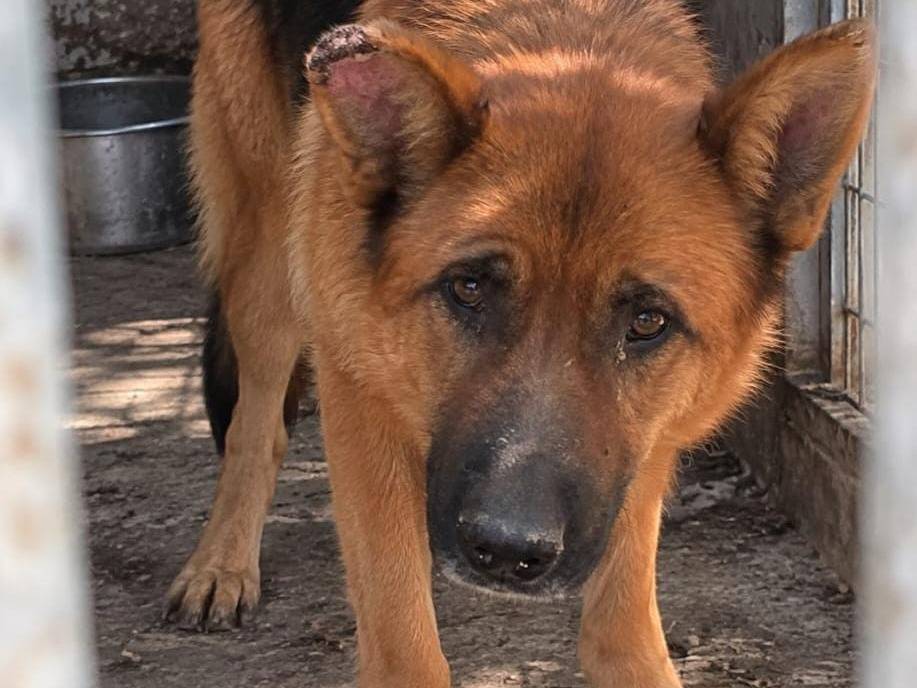 Adotta un cane, maschio, 4 anni e 1 mese, Arezzo