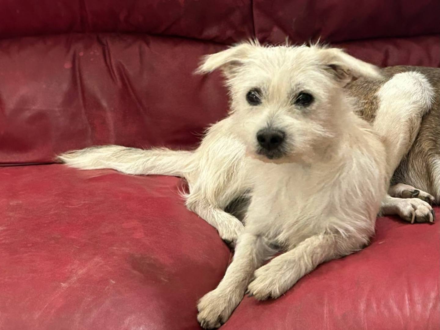 Adozione cane, maschio, Razza sconosciuta Razza sconosciuta, 2 anni e 5 mesi, taglia media contenuta, Matera