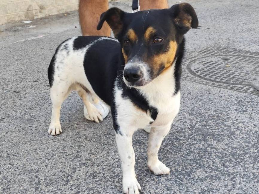 Adozione cane, maschio, Jack Russell Terrier Razza sconosciuta, 3 anni, taglia media contenuta, Arezzo