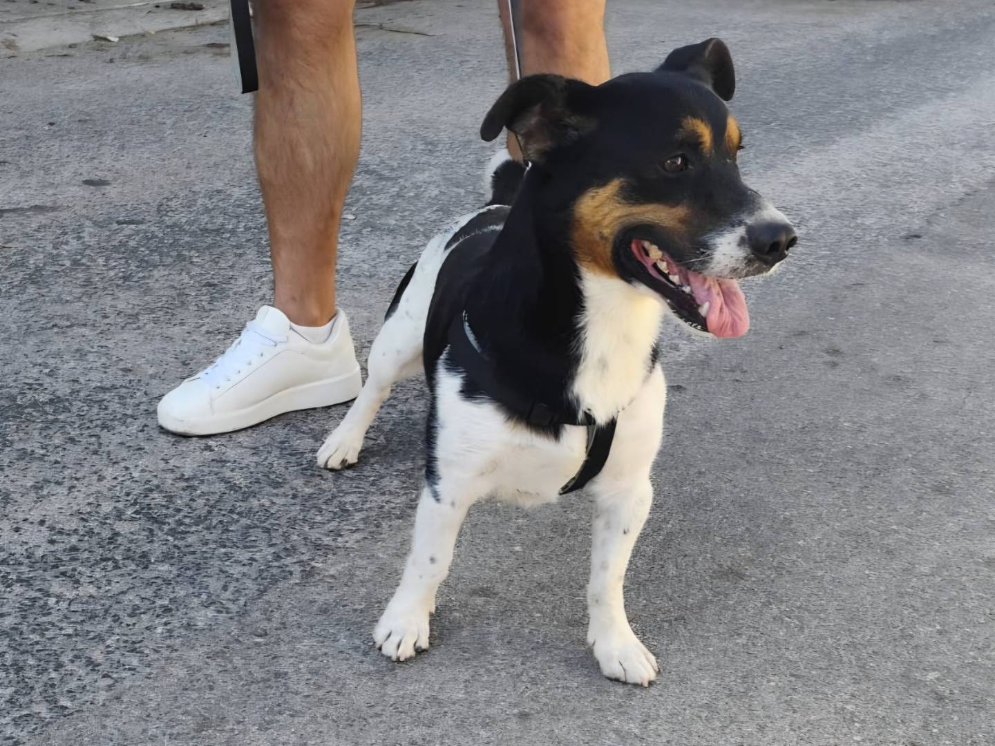 Adotta un cane, maschio, 3 anni, Arezzo