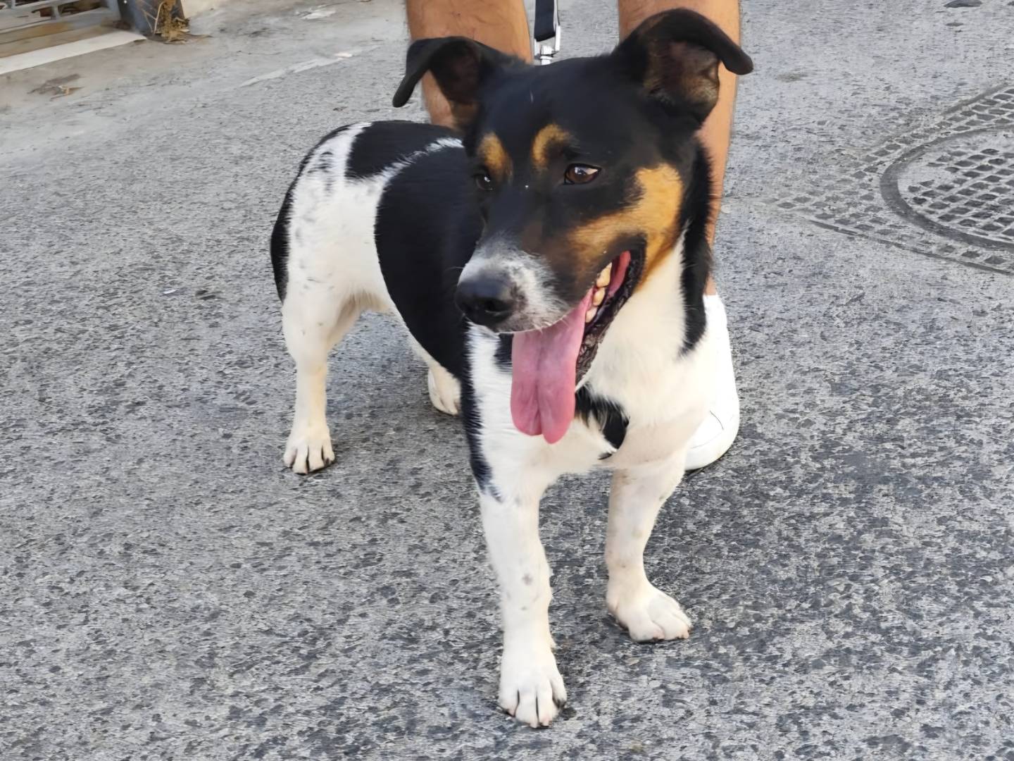 Adotta un cane, taglia media contenuta, maschio, Arezzo