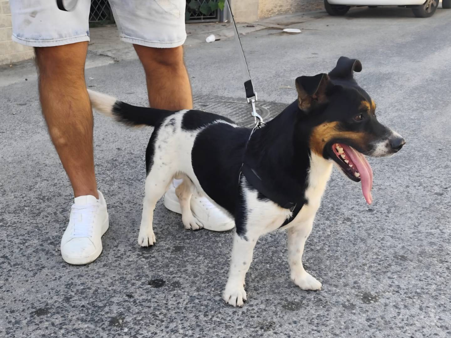 Vuoi adottare un cane a Arezzo?