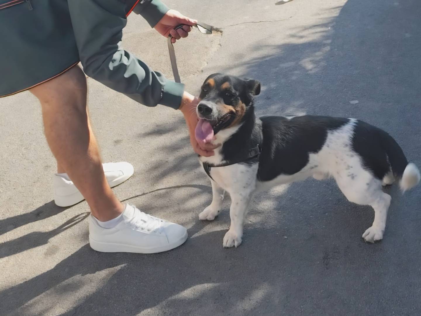 Adotta il cane Bobby a Arezzo
