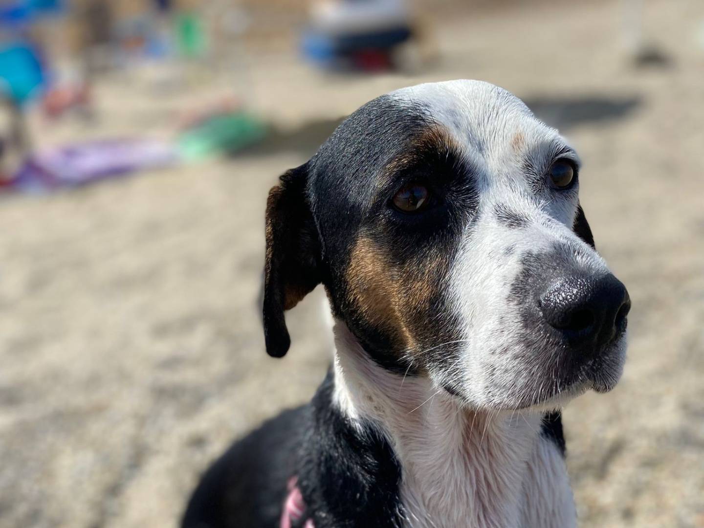 Adozione cane, femmina, Beagle  Razza sconosciuta, 6 anni e 1 mese, taglia media contenuta, Caserta