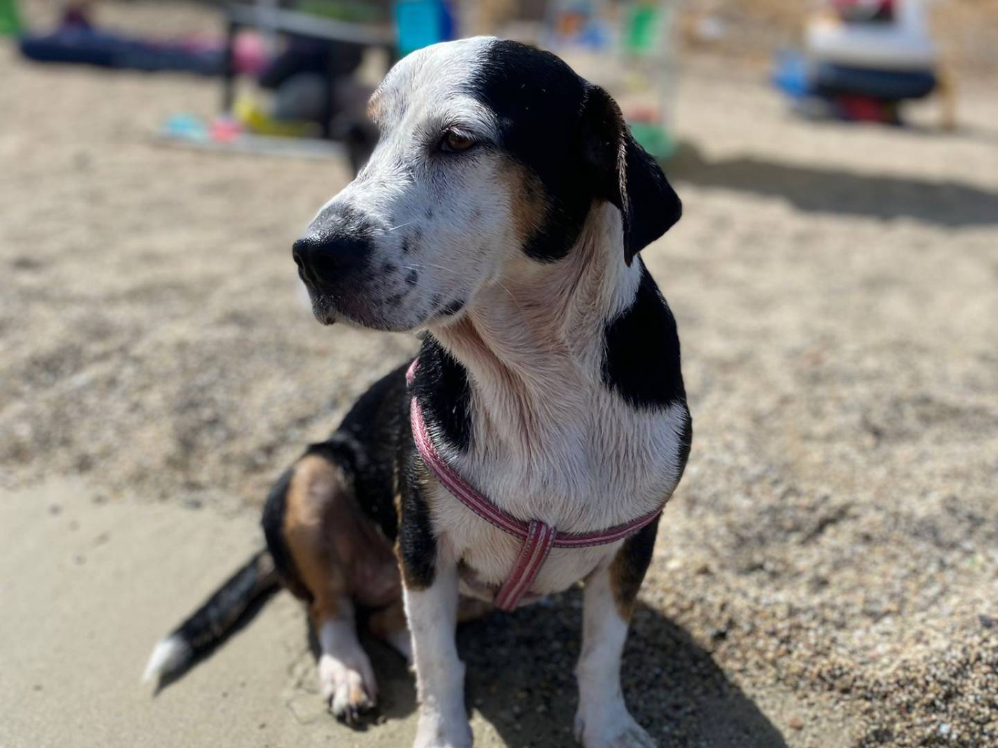 Adotta un cane, femmina, 6 anni e 1 mese, Caserta