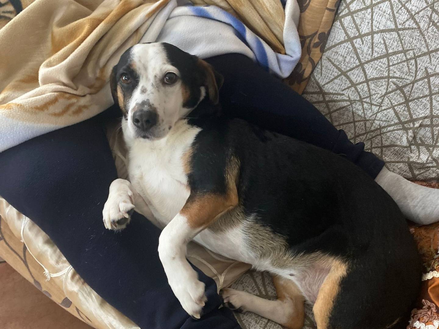 Adotta un cane, taglia media contenuta, femmina, Caserta