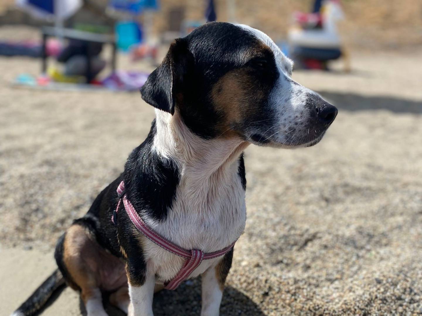 Vuoi adottare un cane a Caserta?