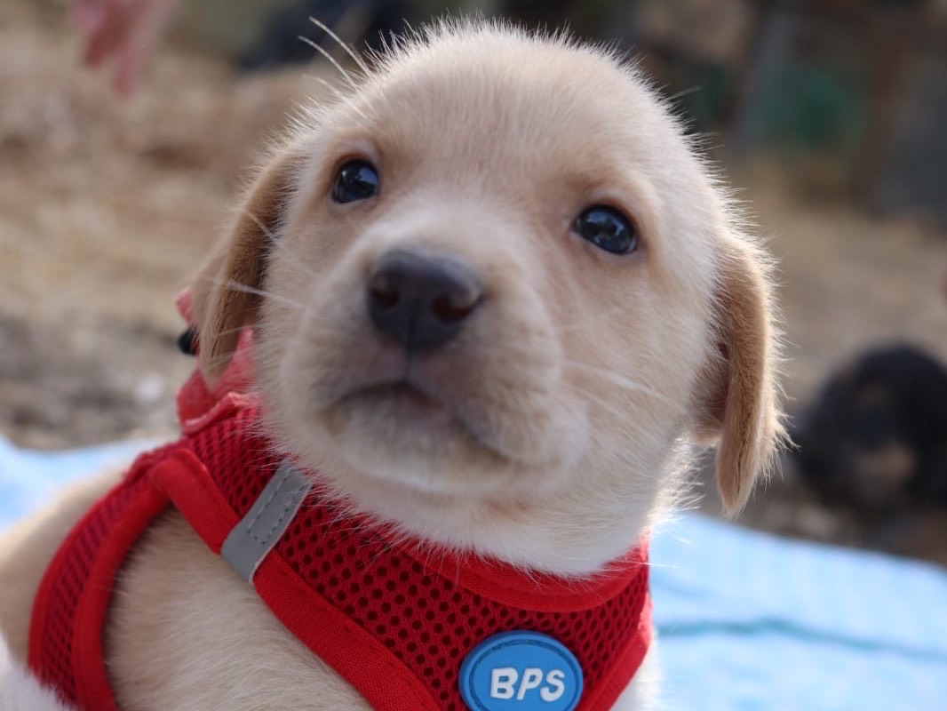 Adotta un cane, maschio, 1 mese, Sud