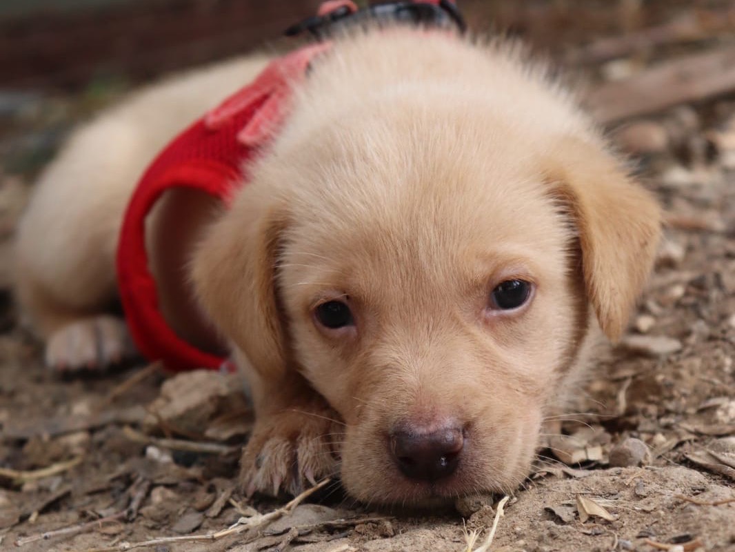 Adotta un cane, taglia media, maschio, Sud