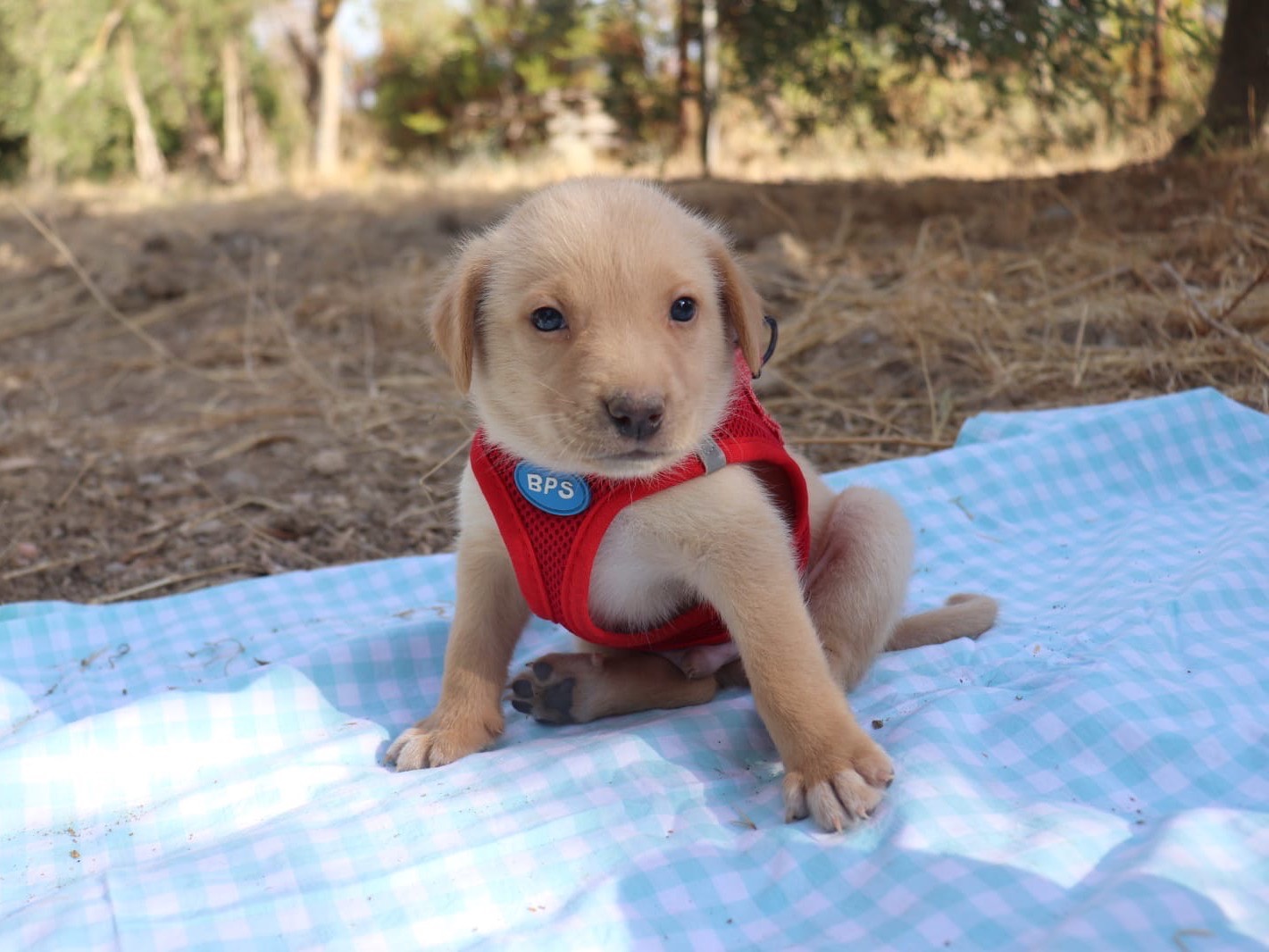 Vuoi adottare un cane a Sud?