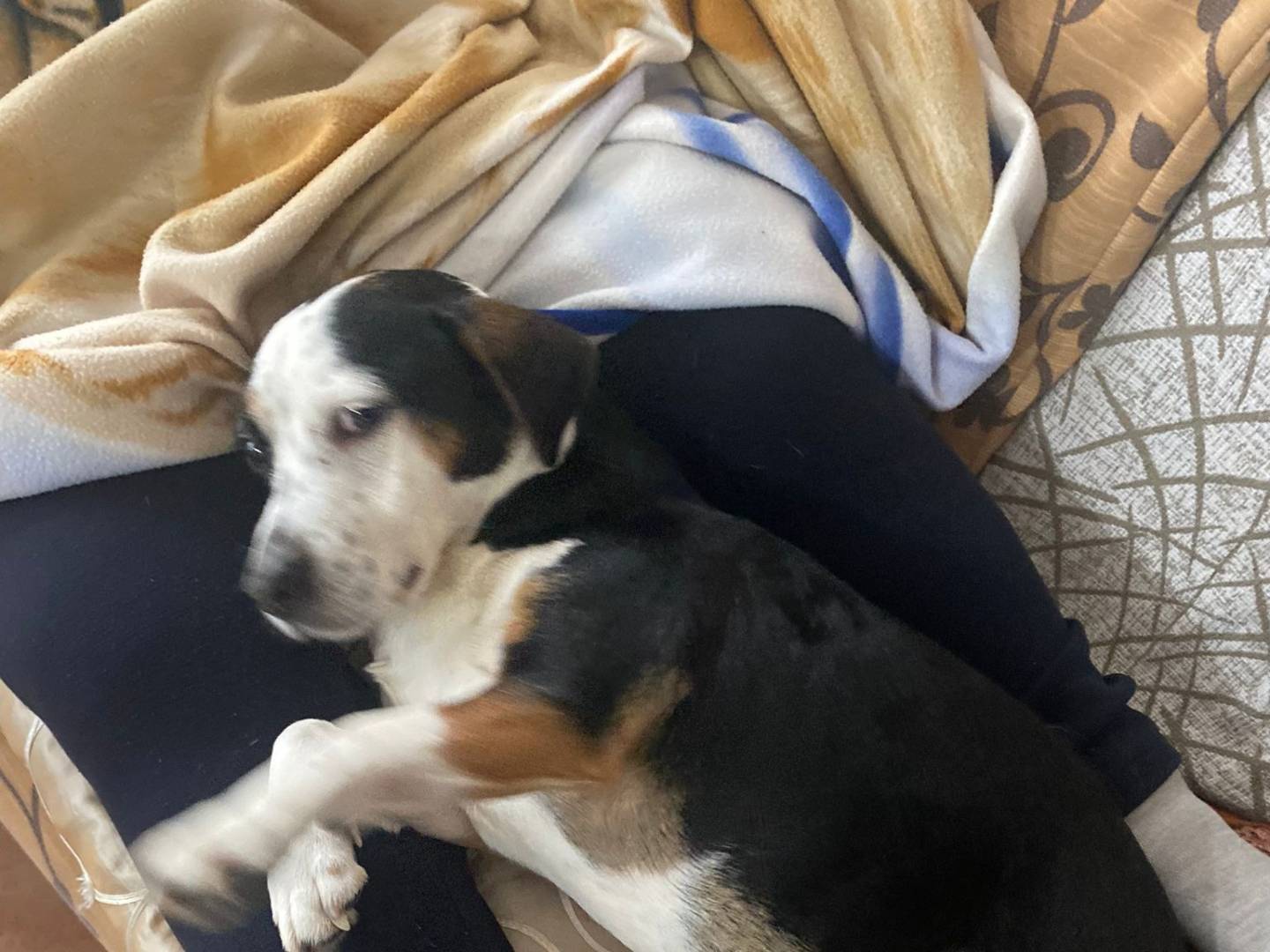 Adotta il cane BELLA a Caserta