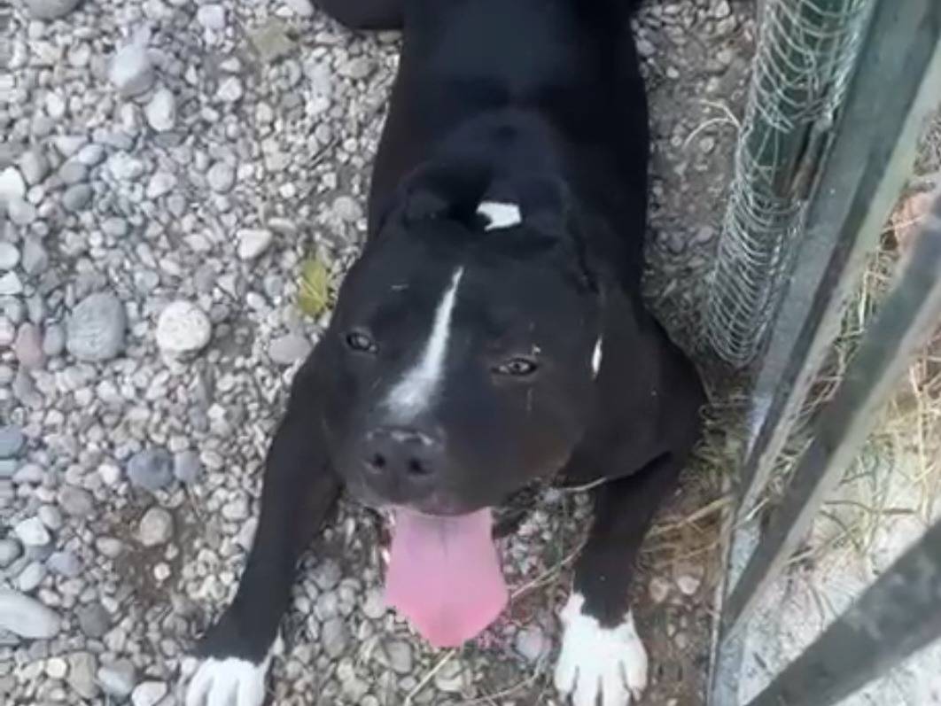 Adozione cane, maschio, Amstaff Razza sconosciuta, 3 anni e 4 mesi, taglia grande, Mantova