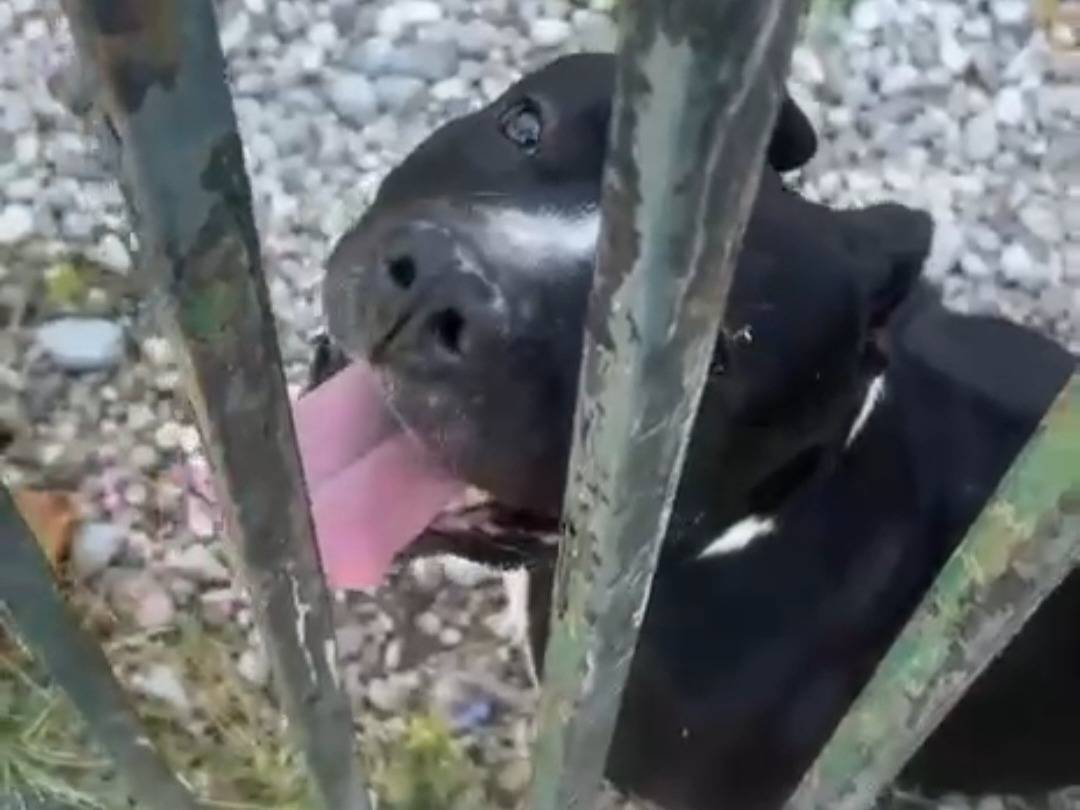 Adotta un cane, maschio, 3 anni e 4 mesi, Mantova