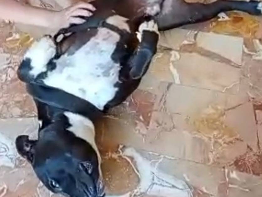 Adotta un cane, taglia grande, maschio, Mantova