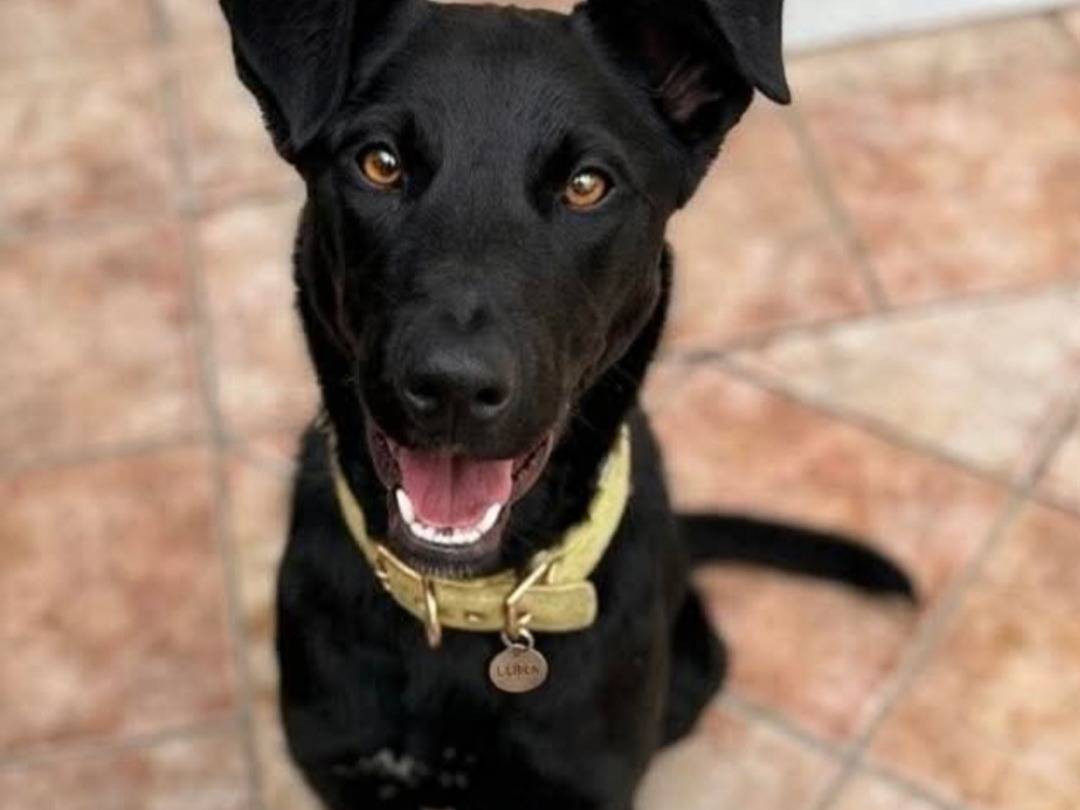 Adozione cane, femmina, Razza sconosciuta Razza sconosciuta, 1 anno, taglia media, Catania
