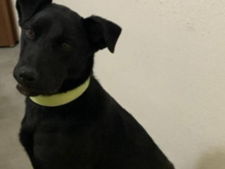 Adotta un cane, femmina, 1 anno, Catania