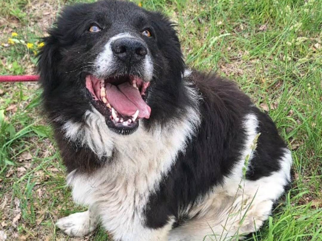 Adozione cane, maschio, Razza sconosciuta Razza sconosciuta, 3 anni e 3 mesi, taglia grande, Teramo