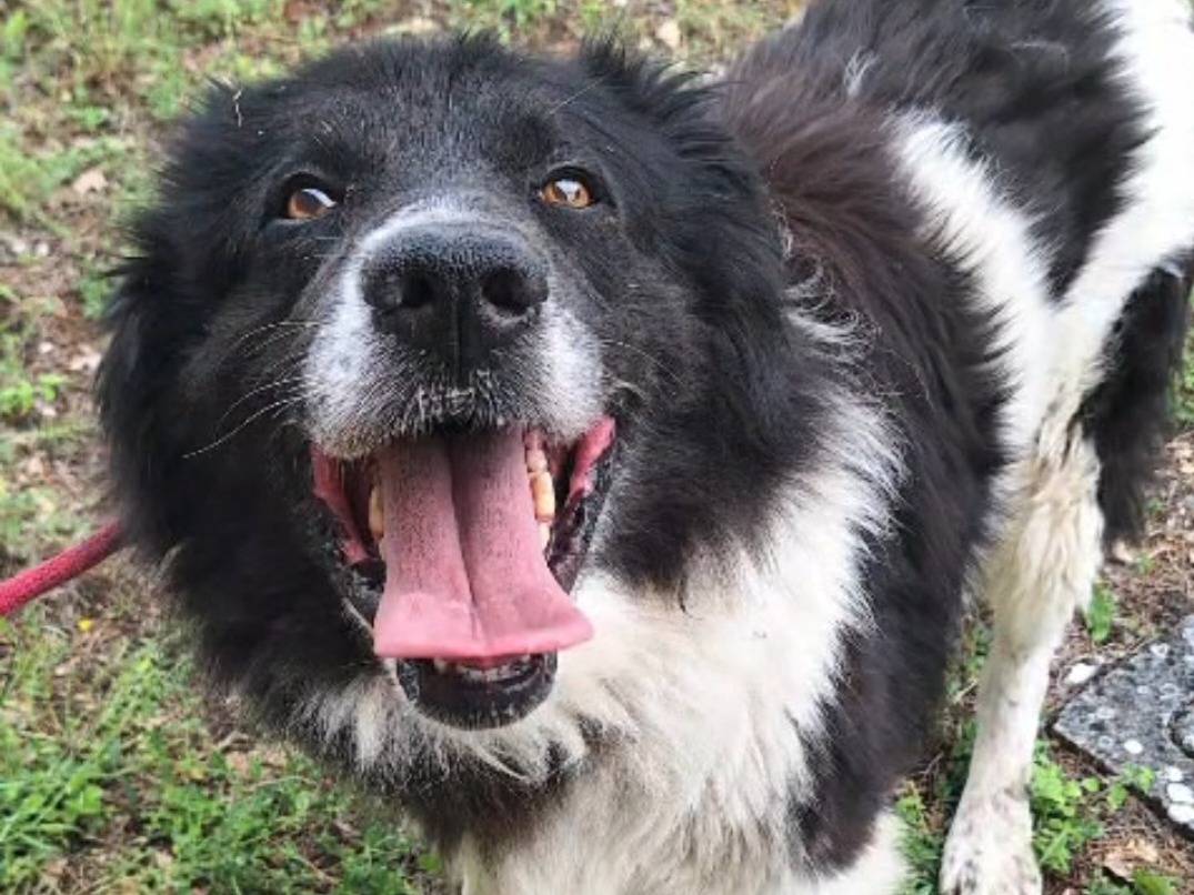 Adotta un cane, maschio, 3 anni e 3 mesi, Teramo