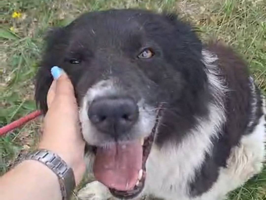 Vuoi adottare un cane a Teramo?