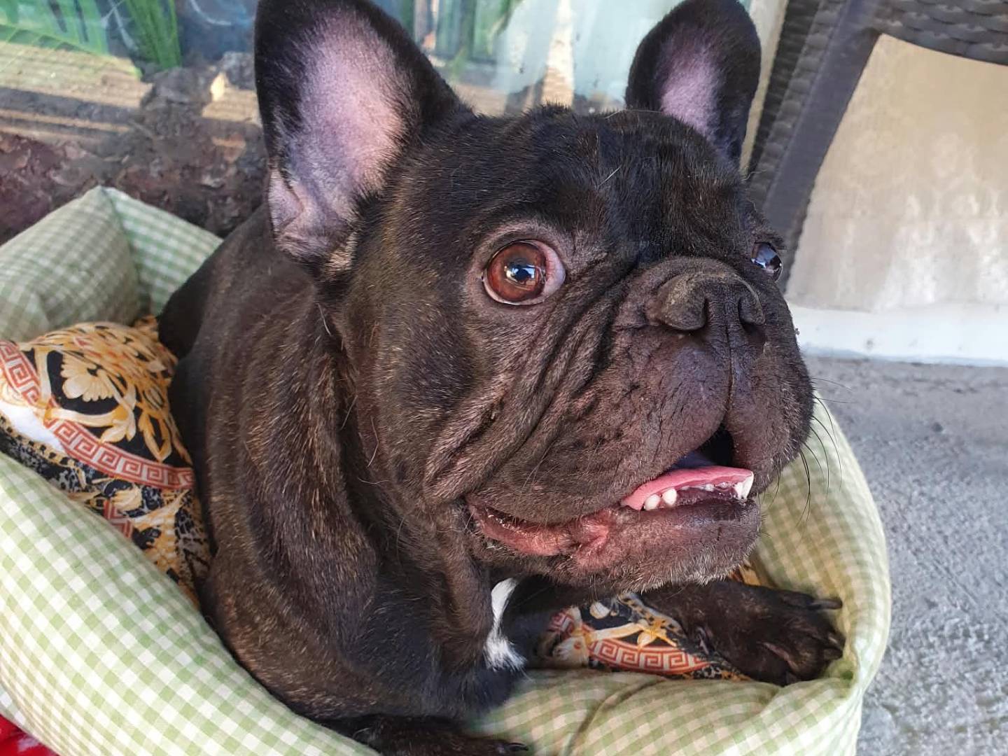Adozione cane, maschio, Bulldog francese Razza sconosciuta, 3 anni e 1 mese, taglia piccola, Taranto