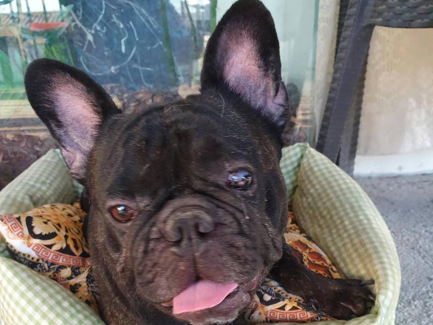 Adotta un cane, maschio, 3 anni e 1 mese, Taranto