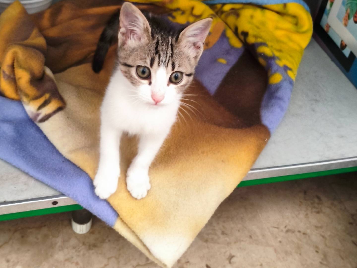 Adozione gatto, femmina, Razza sconosciuta Razza sconosciuta, 3 mesi, taglia non valida, Taranto